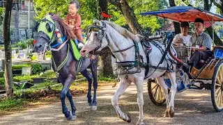 NAIK DELMAN ISTIMEWA | HORSE - KUDA DELMAN | KUDA