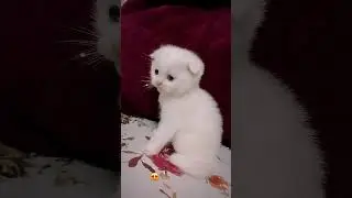 #happy #cat #keşfet #funny #pet #love #trending #viralreels #viralvideos #comedy #motivation #music