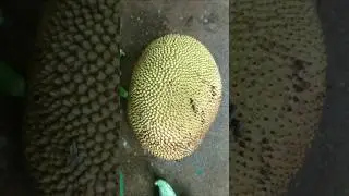 jack fruit Harvesting organic gardening #shorts  #jackfruit  #nature  #viral
