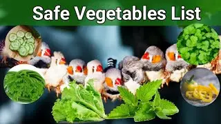 10 Vegetables For Finch Bird