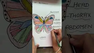 Parts of butterfly #helpful#video#2ndvideonyoutube#amazing#things#toknow#supportme#like#subscribe