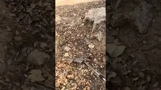 cleaning up dry fallen leaves from the ground using a metal rake tool for garden maintenance work