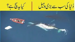 Biggest Whales In The World Urdu and Hindi | Amazing Facts About Whales | QaQ Tv