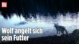 Kanada: Wolf &bdquo;fischt&ldquo; mit Fangnetz im Meer