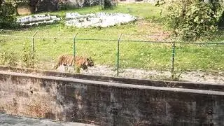 Bengal Tiger (at Alipore zoo, Kolkata )