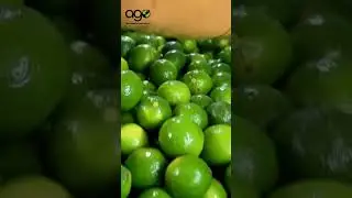 #fruit #ago #lemon #import #export #food #agriculture #ago