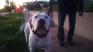LA Wildfires Dexter & Apollo 