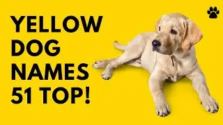 🐕 Yellow Dog Names - 51 BEST ✨ CUTE  ✨ TOP Ideas | Names