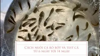 Nuôi cá rô bột từ trứng và xem cá 6 tới 14 ngày LH :0869391478