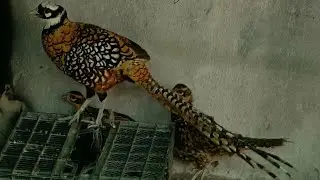 Revees Pheasant on happy 😊 Mode