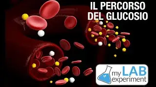 LO SCHEMA della GLICEMIA: che percorso fa il GLUCOSIO quando entra nel sangue?