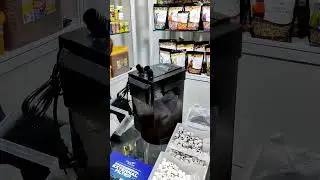 #13th India international Pet Trade fair, New Delhi#shorts