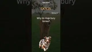 Dog Fact 77 - Why do dogs bury bones?