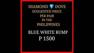 DIAMOND DOVE MUTATIONS IN THE PHILIPPINES AS OF THE MOMENT