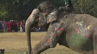Muraled elephants with eyeliners participate in beauty pageant in Nepal