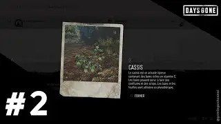 Days Gone - Herboristerie 02: Cassis