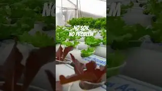 Fresh lettuce farming in Nepal #shorts #hydroponics #youtubeshorts #Skill