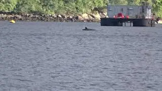 Northern Bottlenose Whales - Lochgoilhead - Argyll - 29/08/20
