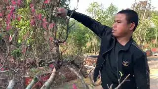 Kỹ thuật cắt tỉa, trồng lại đào sau khi chơi Tết #Nhavuontamden