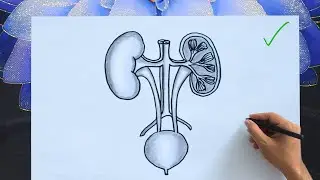 Human Kidney Drawing