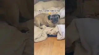 I want to take a nap 💤 #pug #speakpug #mypug #pugnation #pugpals #luckypug #cutepug #cutedogs #cute