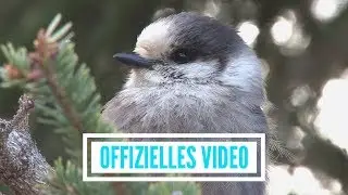 Stimmen der Berge - Wenn ich ein Vöglein wär (offizielles Video)