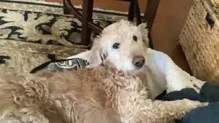 That&rsquo;s my dog She going crazy