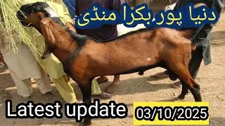Dunyapur Bakra mandi latest update /03/10/2025, دنیا پور بکرا منڈی فریش ریٹ 