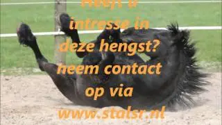 friese hengst te koop