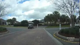 Dog driving golf cart