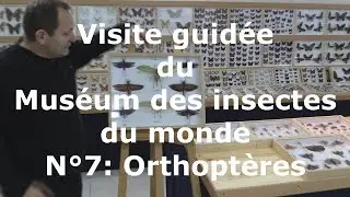 Visite guid&eacute;e du Mus&eacute;um des insectes du monde N&deg; 7 Orthopt&egrave;res