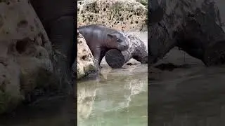 Sometimes a log just hits the spot. #mars #babymars #babyhiopo #pygmyhippo #kansas