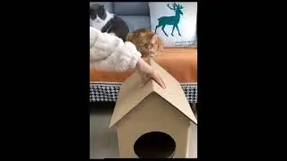 Pet care activities. Smart Pet Feeders, Clean Toilets & Cozy Homes | Pet Care Made Easy #cute #pets