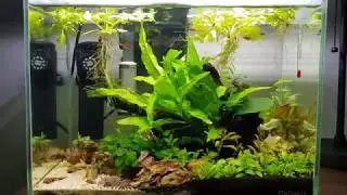 5.5 gallon with Chili Rasboras and Yellow Cherry Shrimp colony