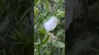 &iquest;Escupitajos en plantas? No, los produce una chinche.