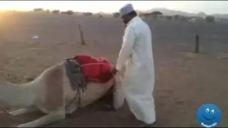 A man falling from camel