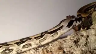 Boa longicauda