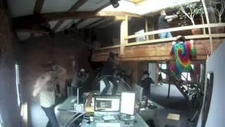 NID Harlem Shake