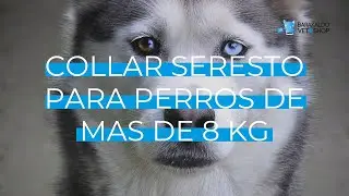 COLLAR ANTIPARASITARIO SERESTO para PERROS GRANDES | +8kg