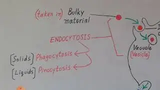 Endocytosis and Exocytosis (Explained in English)