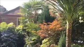 Tropical Gardening In The UK (Summer Update 21/07/2015) (HD)