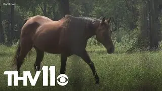 Fatal disease spreading among horses in Arkansas