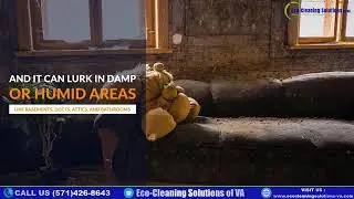 Professional Mold Remediation in Northern VA | @eco-cleaningsolutionsofva52 &ndash; Licensed & Insured
