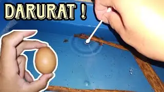 BREEDING INDUK 