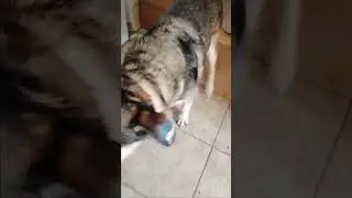 Домашние будни собаки Аввы #элеонорагидпрага