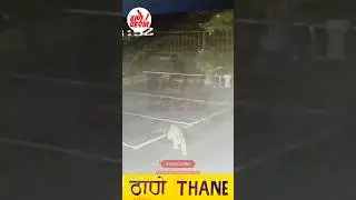 thane manpada khewra circle पर देखा गया तेंदुआ! thane one leopard cctv footage #viral #shorts #video