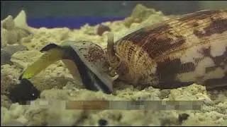 Cone Snail Eating Fish