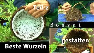 Big Bonsai in 2 Jahren die erste Vorbereitung ist abgeschlossen Wurzelgestaltung Bons