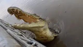 Adelaide River Jumping Croc Cruise July 2025, Issue 63/25