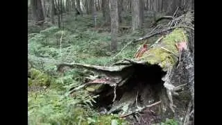 Buffy Sainte-Marie - Rolling Log Blues